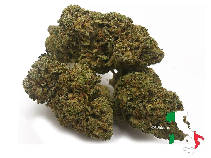 Gorilla Glue CBD (indoor)