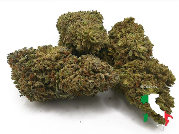 Watermelon (greenhouse)