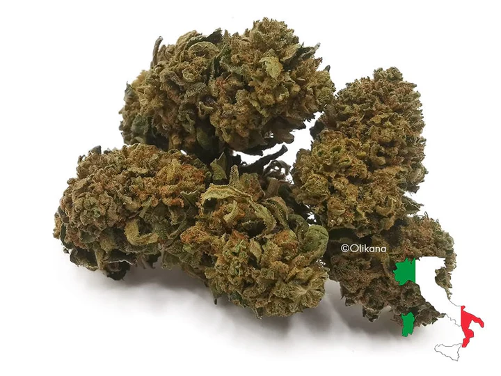 Blue Berry (greenhouse)